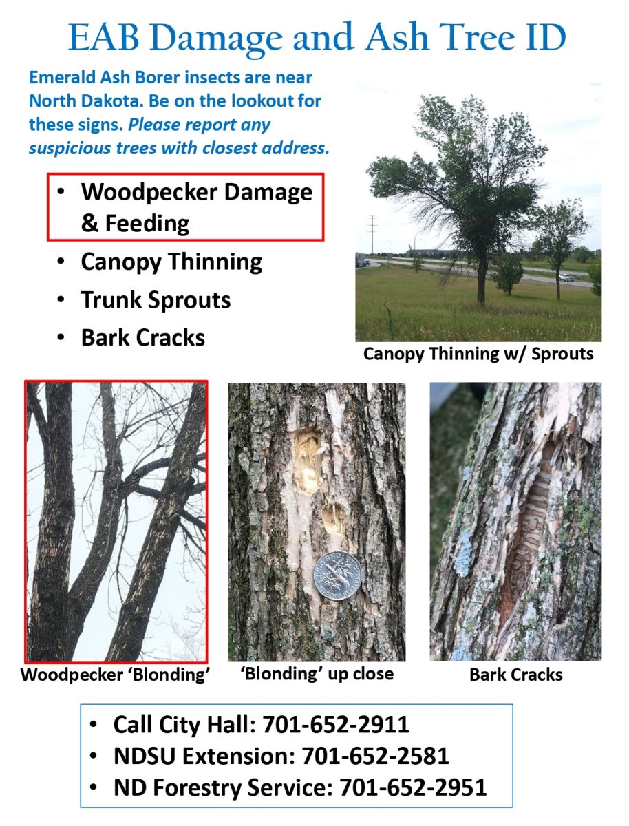 EAB Damage and Ash Tree Examples