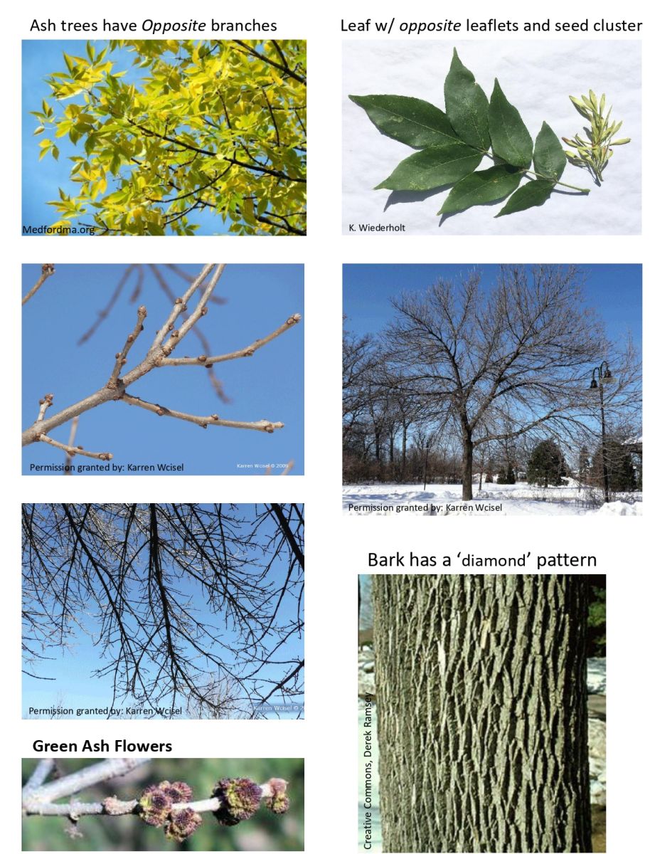 EAB Damage and Ash Tree Examples